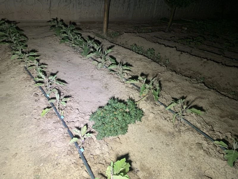 Aile içi kavgaya giden polis kenevir bahçesiyle karşılaştı
