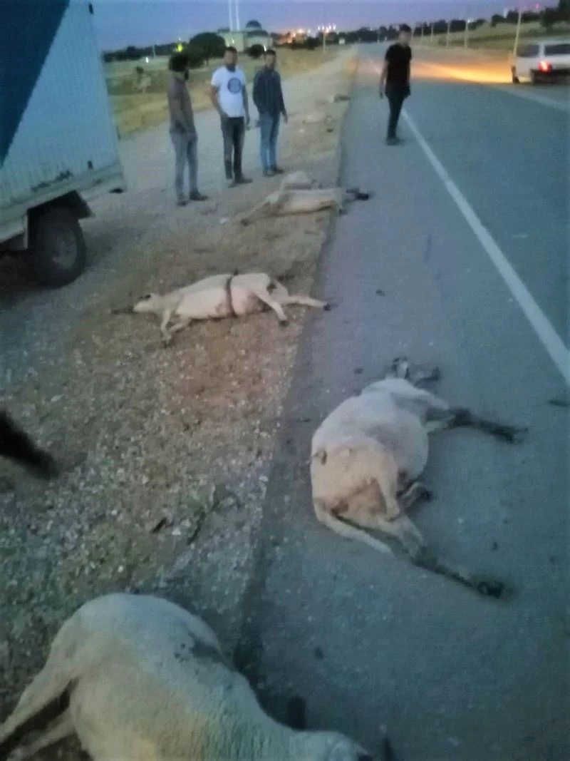 9 koyunu telef etti, kaçarken plakayı bıraktı
