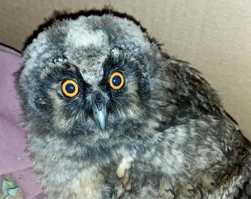 Yavru kulaklı orman baykuşu tedavi altına alındı
