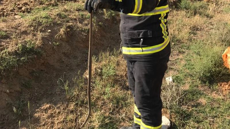 Kümeste yılan paniği
