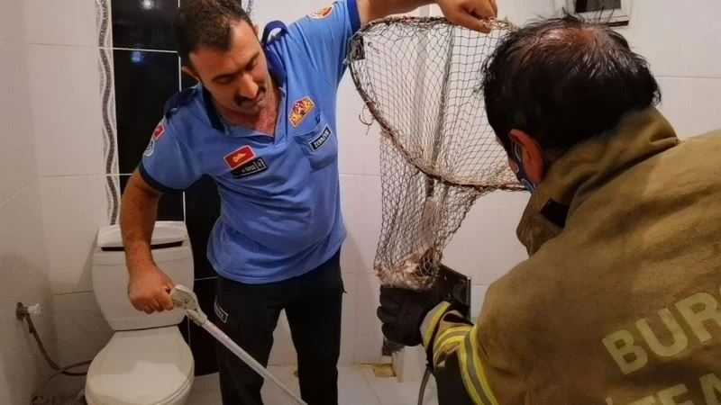 Anne kedi, sesler çıkartarak yavrusunu kurtardı; o anlar kamerada
