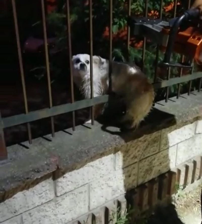 Demir korkuluklara sıkışan köpek kurtarıldı

