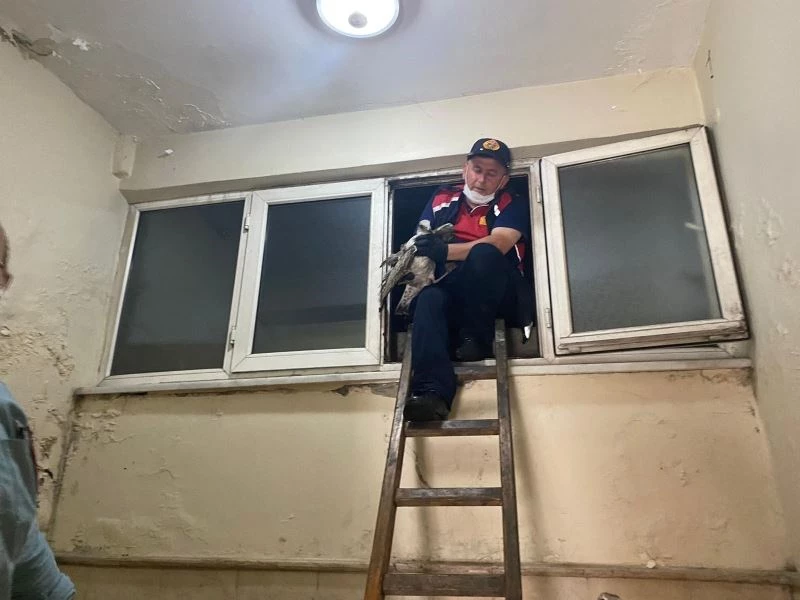 Apartman boşluğuna düşen yaralın martının imdadına itfaiye ekipleri koştu
