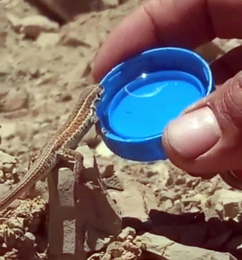 Bitkin halde olan kertenkeleye kapakta su içirdi
