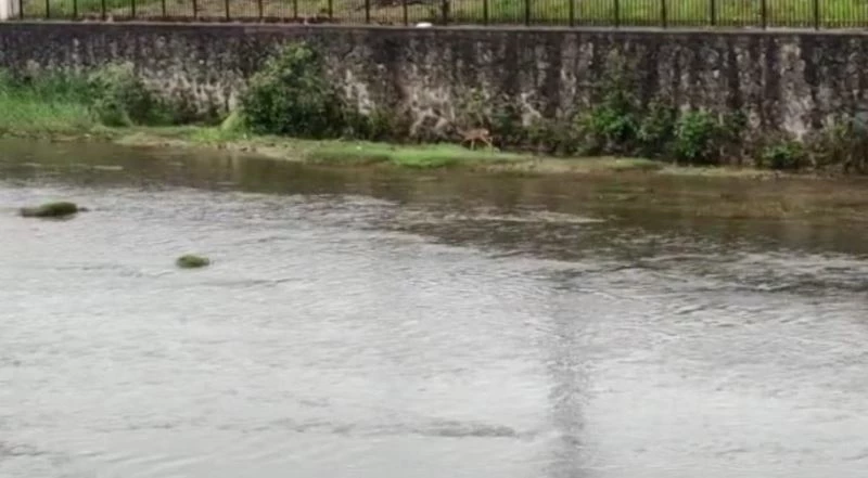 Derelere düşerek mahsur kalan hayvanlar için uzmanlardan uyarı
