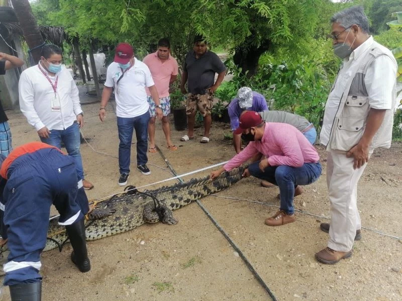 Meksika’nın turistik kenti Acapulco’da timsah paniği
