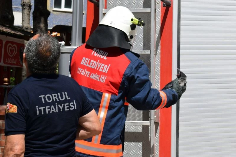Torul İtfaiyesinden “yavru karga” operasyonu
