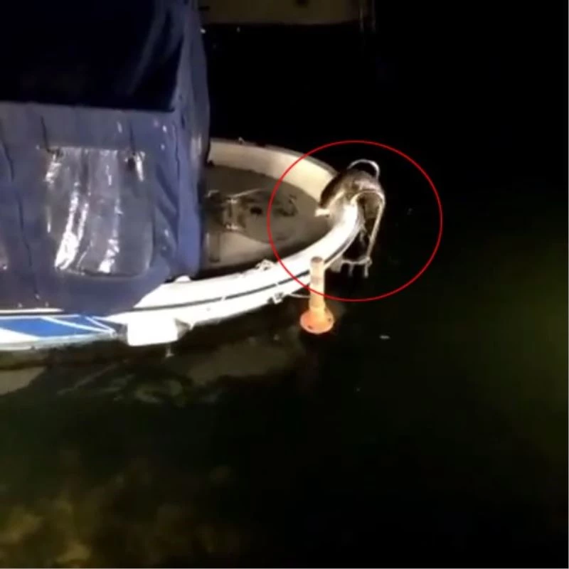 (Özel) Küçükçekmece Gölü’nde nesli tükenme tehlikesi altındaki su samurları görüldü
