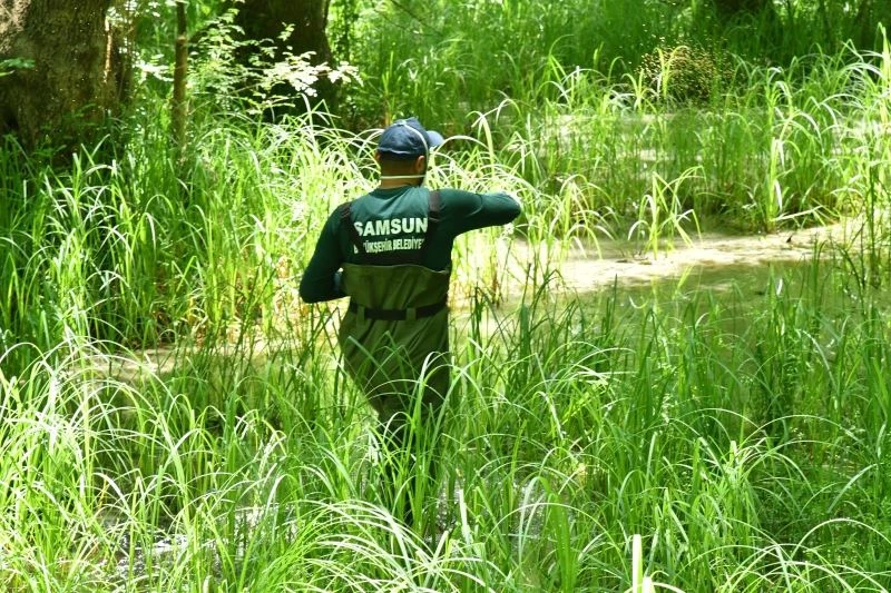Samsun Büyükşehir Belediyesi 17 ilçede vektör mücadelesi başlattı
