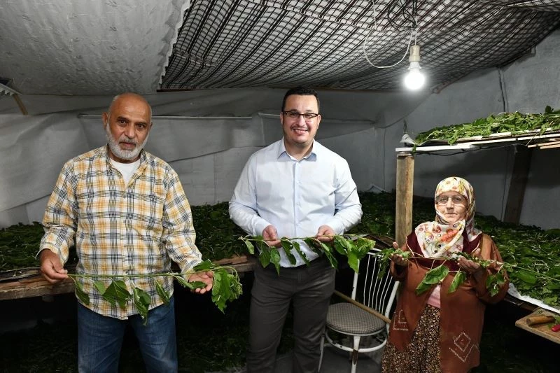 1 kutu ipekböceği ile 40 günde 4 bin TL gelir
