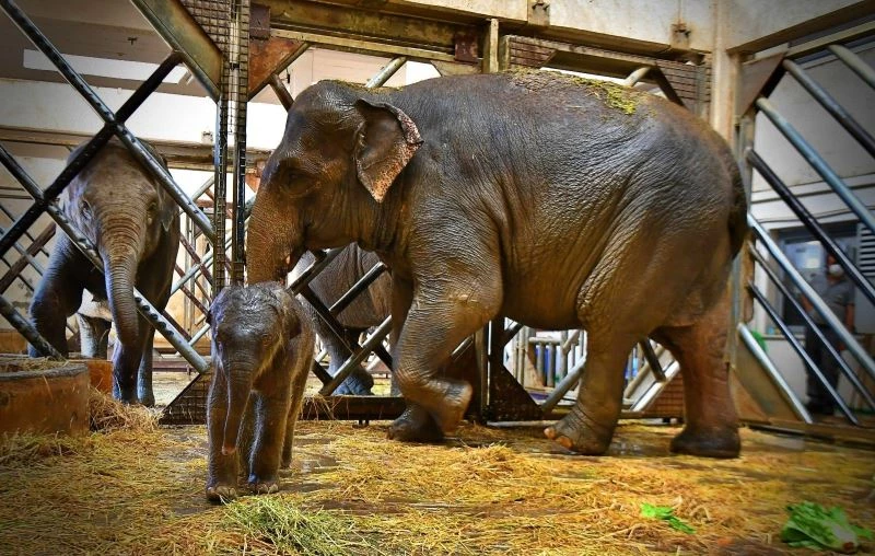 İzmir’in fil ailesi üçüncü yavrusuna kavuştu
