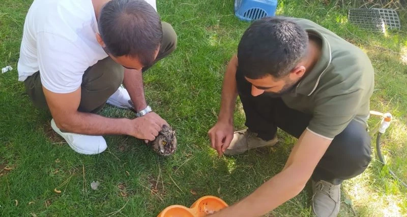 Kanadı kırık Kulaklı Orman Baykuş’u tedavi altına alındı
