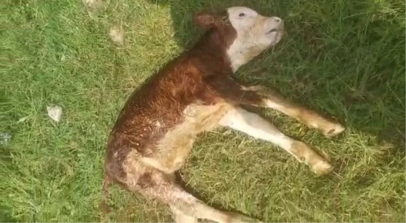 Köpeklerin telef ettiği buzağısını can çekişirken buldu
