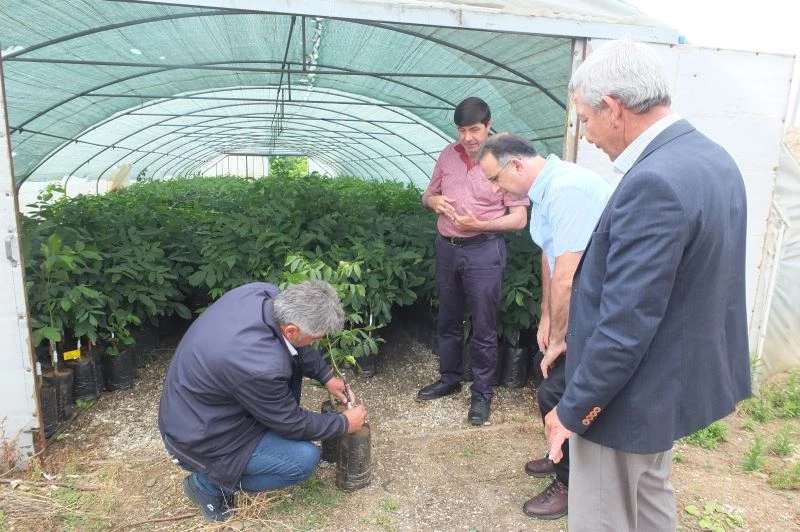 (Özel) Ülkenin ceviz fidanı ihtiyacının yüzde 95’ini karşılıyorlar
