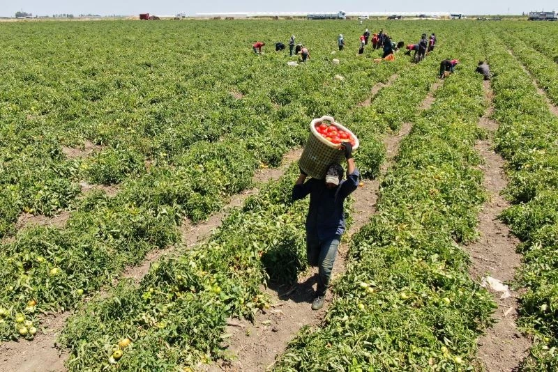 Domates verim ve fiyatıyla yüz güldürüyor

