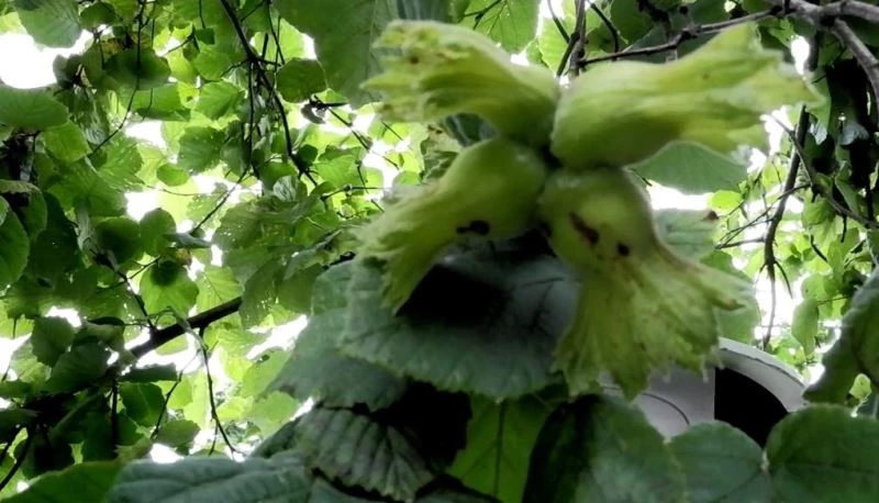 Fındık bahçelerini başı istilacı böcekle dertte
