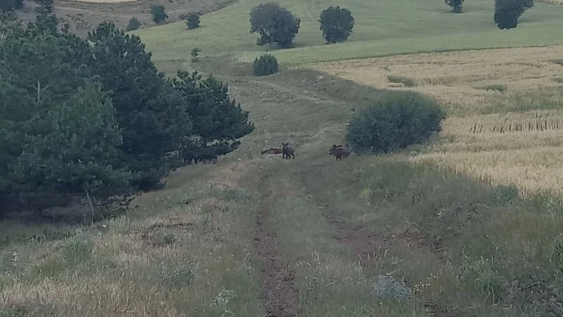 İrili ufaklı domuz sürüsü böyle görüntülendi

