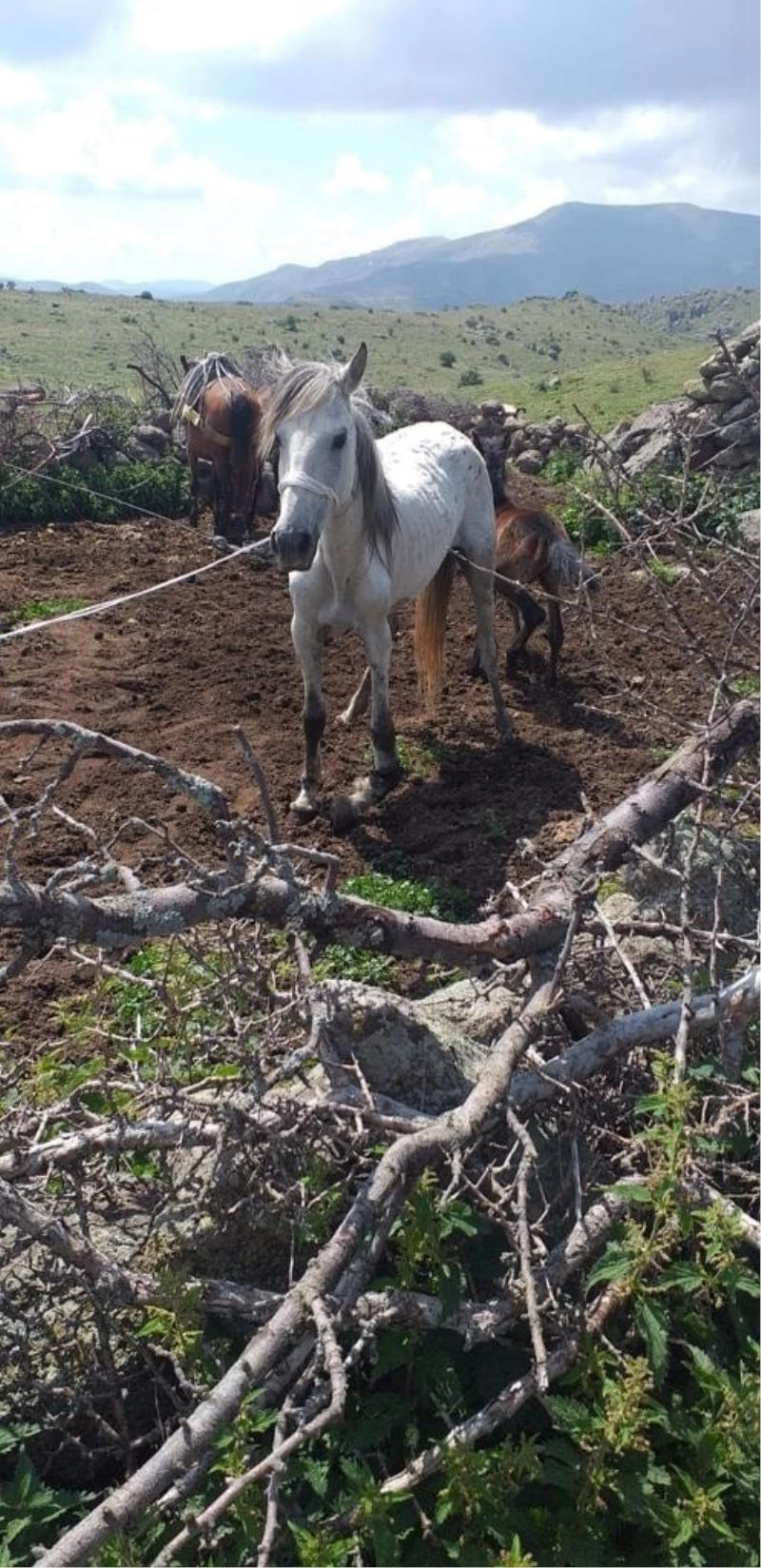 Ayağı kırılan yılkı atına vatandaşlar sahip çıktı
