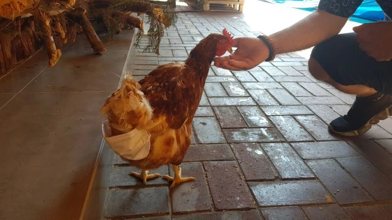 (Özel) Esnafın maskotu ‘tavuk’ sokağa pislemesin diye maskeyle bezleniyor
