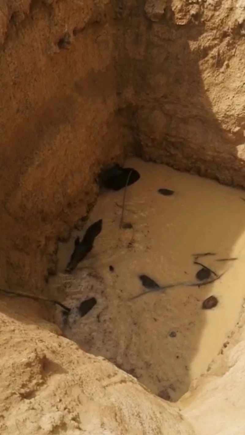 Domuzlar su dolu çukura düştü, çoğu telef oldu ikisi kurtarıldı
