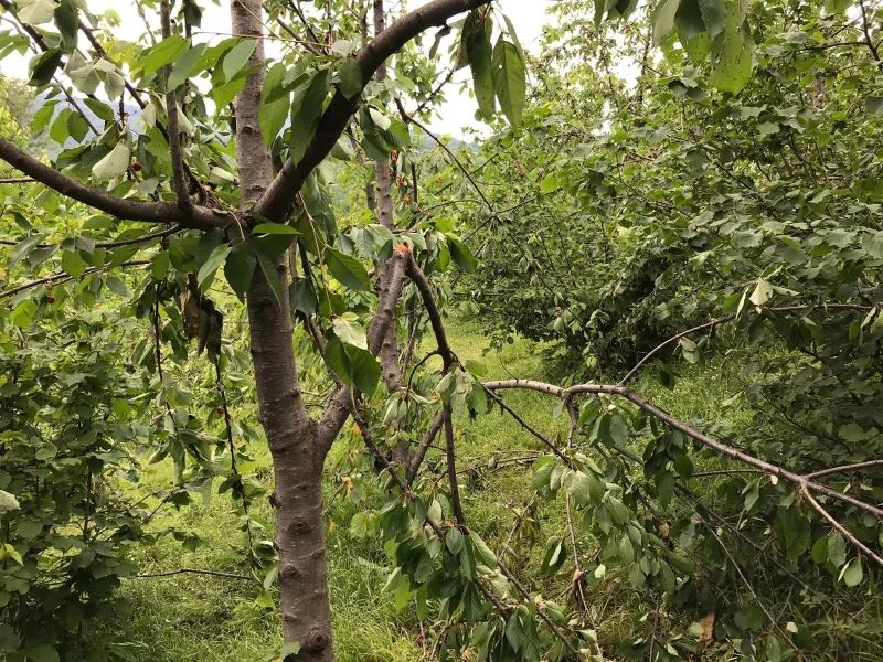 Ayı, önce mezarı şimdi de kiraz ağaçlarını talan etti
