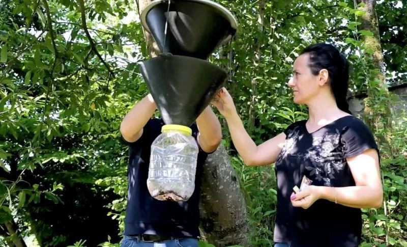 Kahverengi Kokarcalar için tuzaklar asıldı
