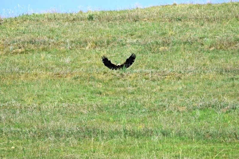 Türkiye’de 80 çift kalan şah kartalının yılan avı görüntülendi
