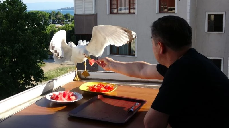 (Özel) Yemeklerini martılarla beraber balkonunda yiyor
