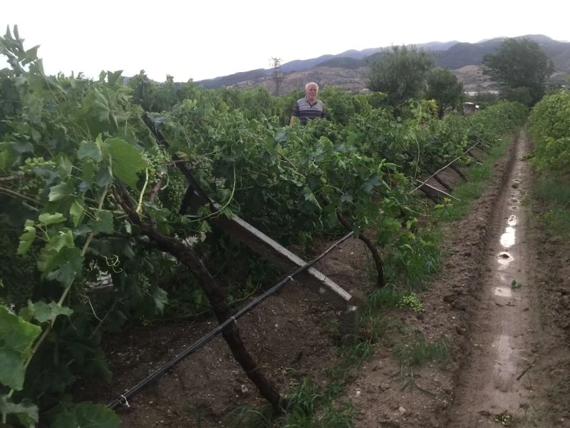 Fırtına bağları yan yatırdı, ağaçları devirdi
