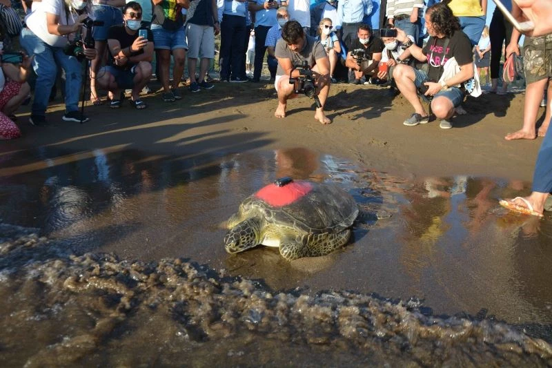 Uydudan izlenen yeşil deniz kaplumbağası 3 günde 30 kilometre yol aldı
