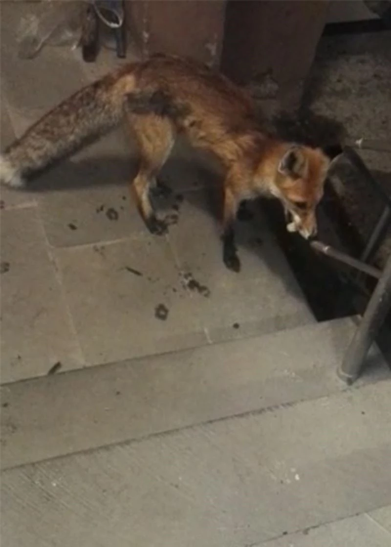 Her gün bakımevine gelen tilkiyi besliyor
