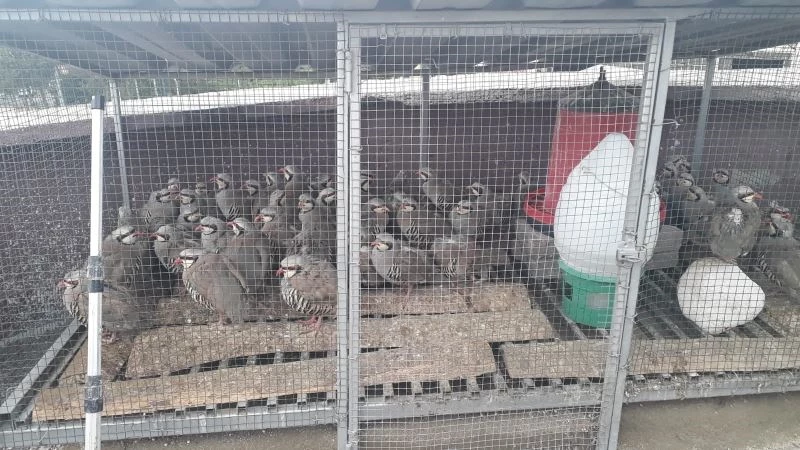 Konya’da izinsiz keklik bulunduran şahsa 61 bin lira ceza
