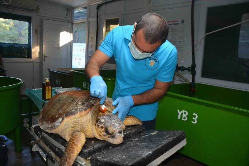 Caretta cerattanın yüzgecinde olta iğnesi fark edilince tedavi altına alındı
