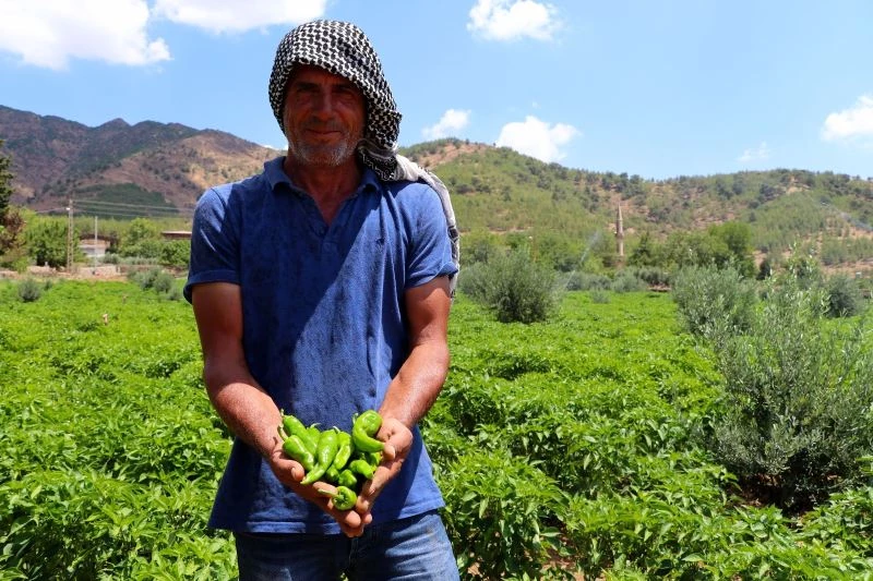 İslahiyeli biber üreticileri hasada hazırlanıyor
