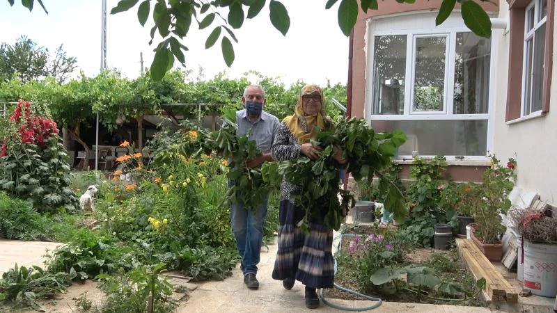 Büyükşehirden taşındılar, evlerinin bahçesinde ipekböceği yetiştiriyorlar
