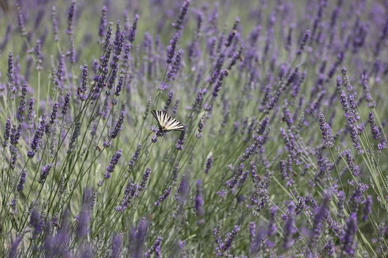 Buca’nın kırları lavanta kokuyor
