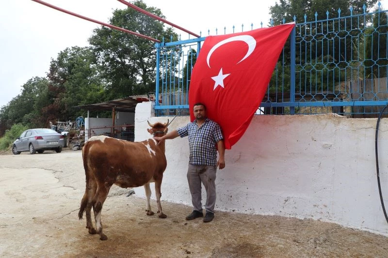 Ay-yıldız desenli ineğini kimseye satmıyor
