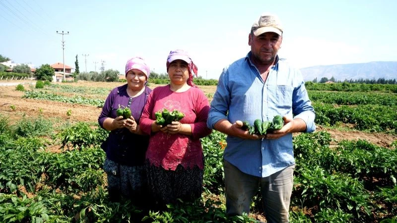 Sofraların lezzeti Emcelli Biberi pazarlarda yerini aldı
