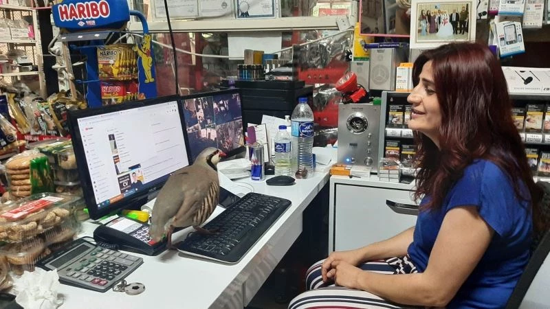 Kekliğin sahibine olan aşkı görenleri şaşırtıyor
