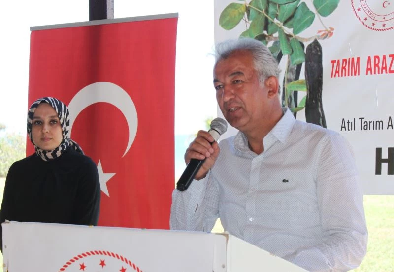 Atıl tarım arazileri keçiboynuzuyla şifa kaynağı olacak
