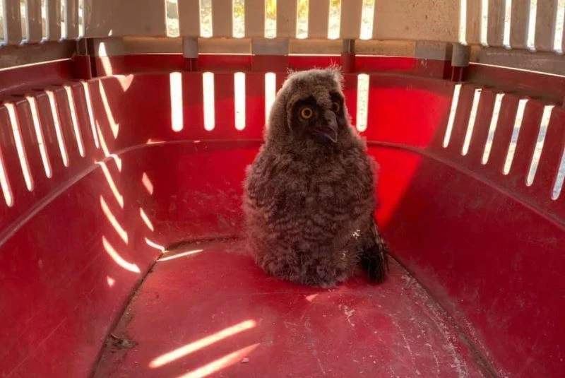 Orman baykuşu tedavi altına alındı
