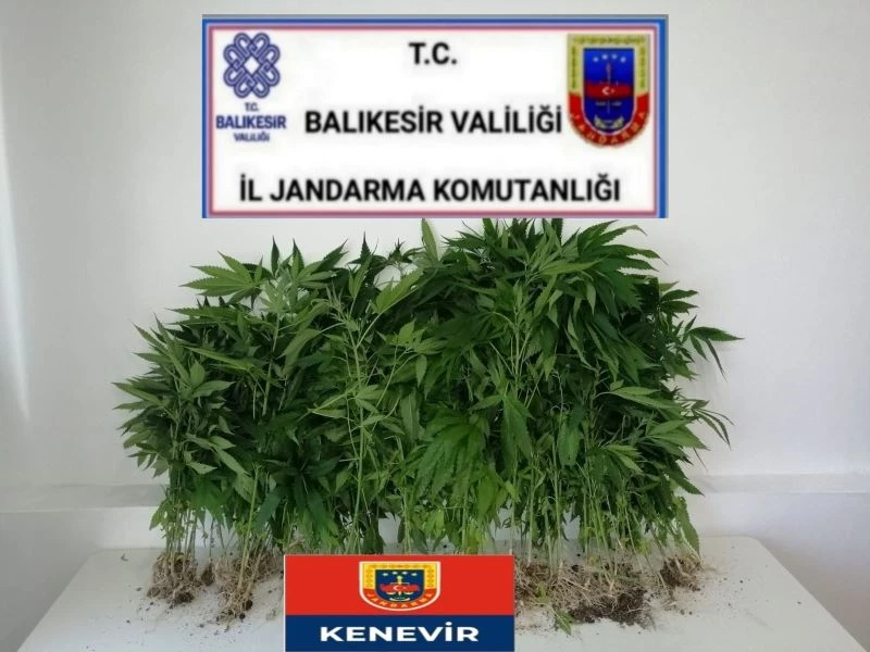 Jandarmadan kaçak kenevire geçit yok
