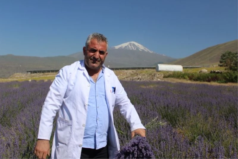 Ağrı Dağı eteklerinde yetiştirilen lavanta çiçeklerinden kozmetik ürünler elde edilecek
