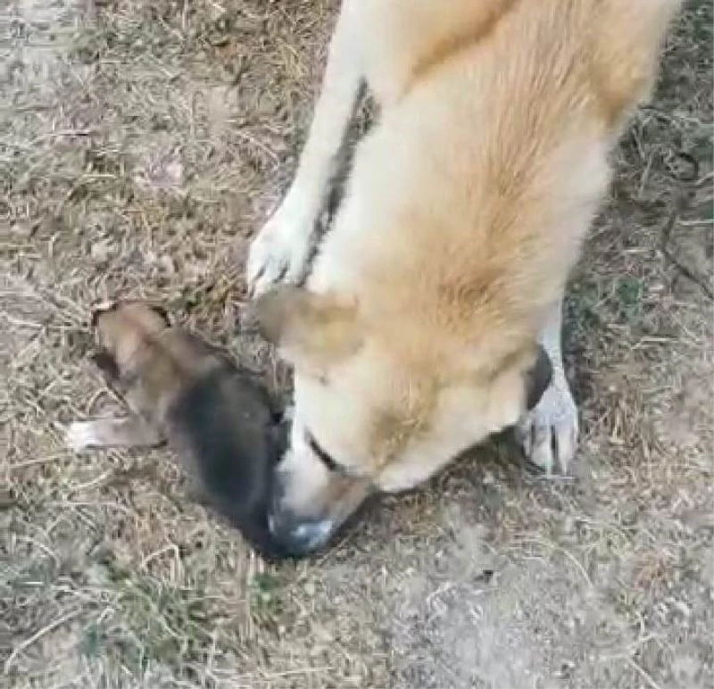 Yavruları kurtarılana kadar başlarında bekledi
