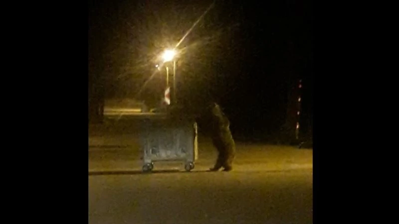 Uludağ’da ayı ailesinin karnını doyurmak için renkli anları
