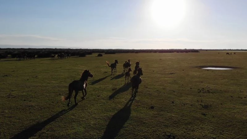 Deltada bulunan yılkı atları havadan görüntülendi
