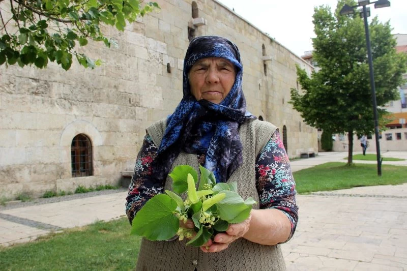 Parklardaki ıhlamur ağaçları şifa dağıtıyor

