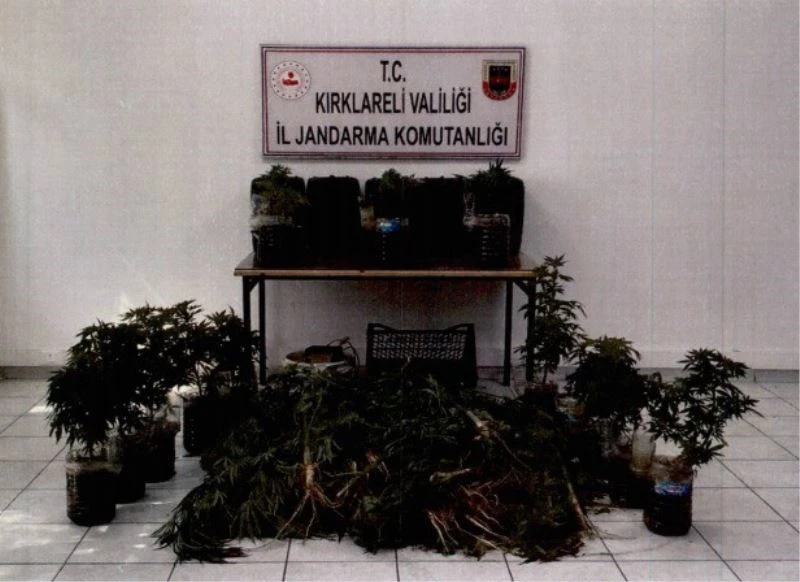 Kırklareli’nde 163 kök hint keneviri ele geçirildi
