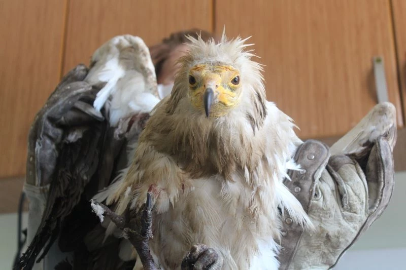 Yaralı ‘Mısır Akbabası’ tedavi altına alındı, bir daha uçamayacak
