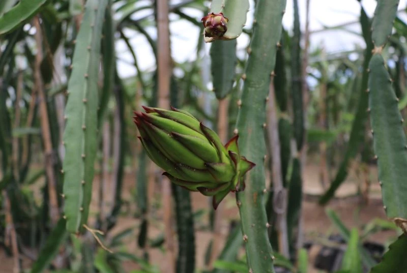 Çukurova’da ejder meyvesi ekim alanı artıyor
